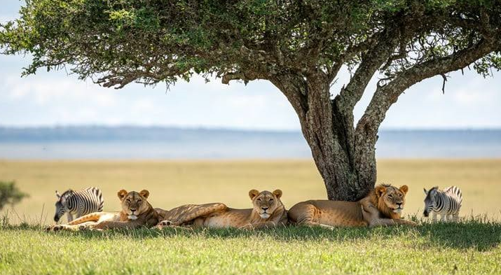Why the Wild Experience Is Worth It