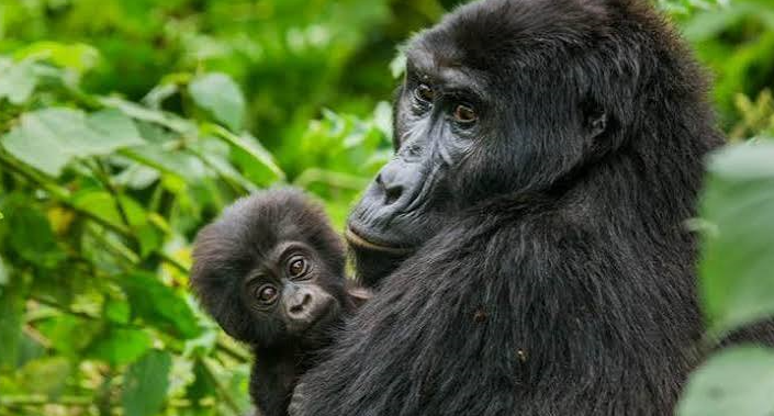 mother and infant gorilla