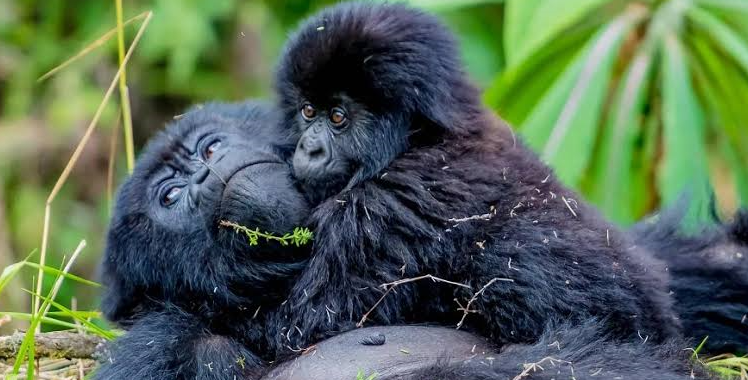 Mother gorilla nursing infant during the gorilla encounter Mgahinga trek moments