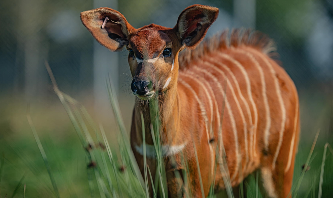 mountain bongo