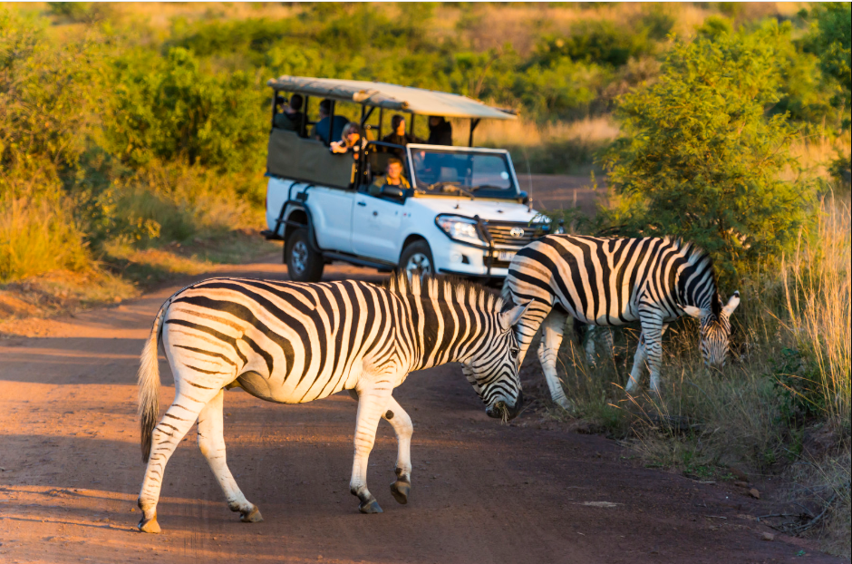 Pilanesberg-Wildlife-Safari