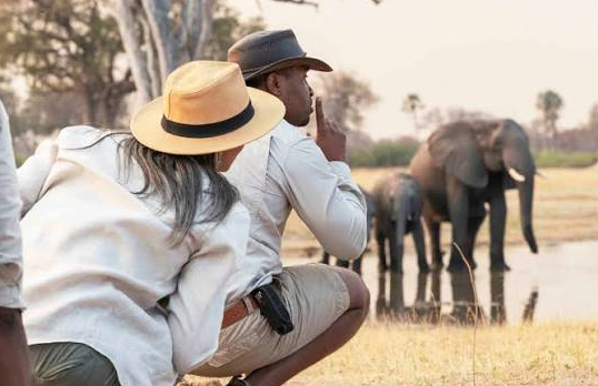 how to choose the right safari