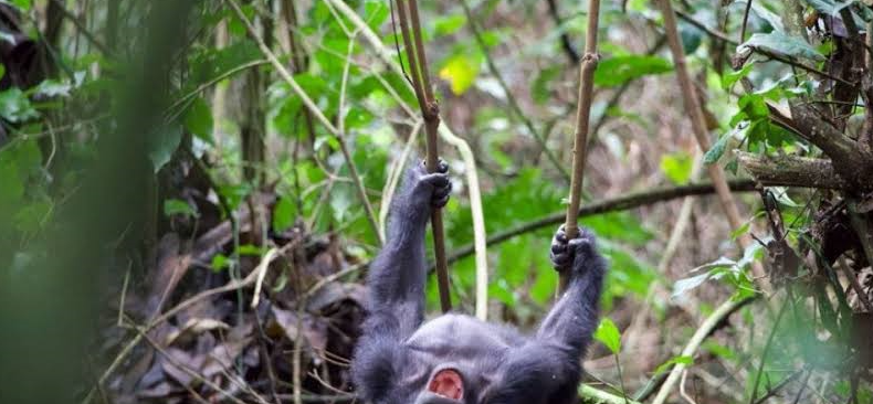 a playful golden monkey spotted in the woods in virunga