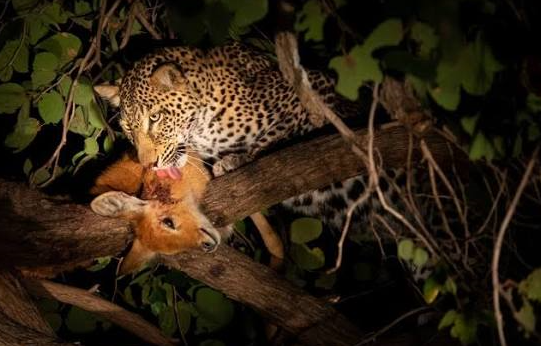 predator spotted on a night game drive