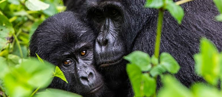 primates sighted in mgahinga