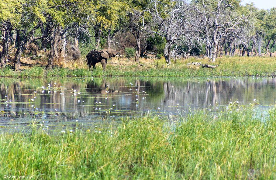 African Wildlife Safari