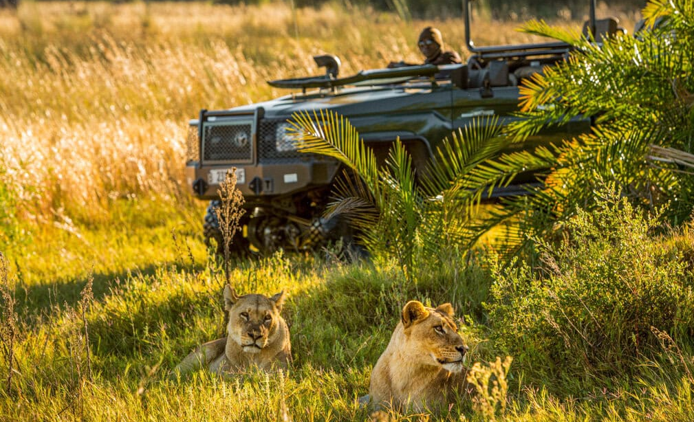 Qiuet africa safari parks