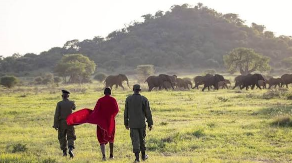 a ranger and community warrior spotted on safari