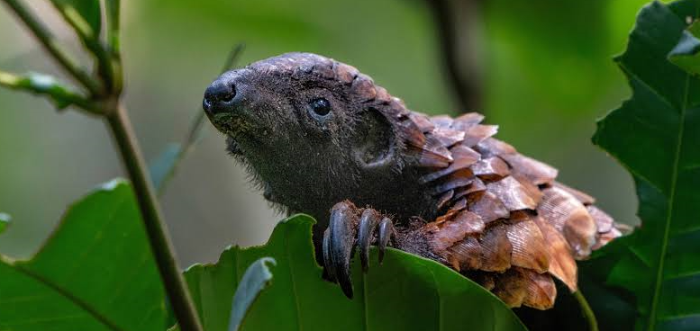 africa rare animal species