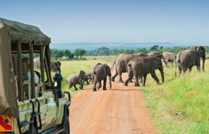 repeat traveler circuit for africa trips