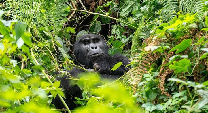 habituation in bwindi impenetrable