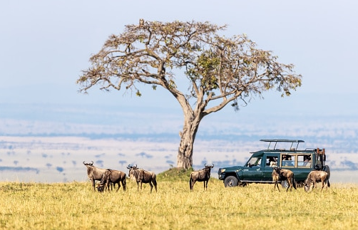 safari car in masaai mara