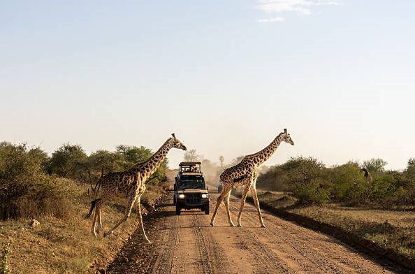 safari jeep spotted on safari