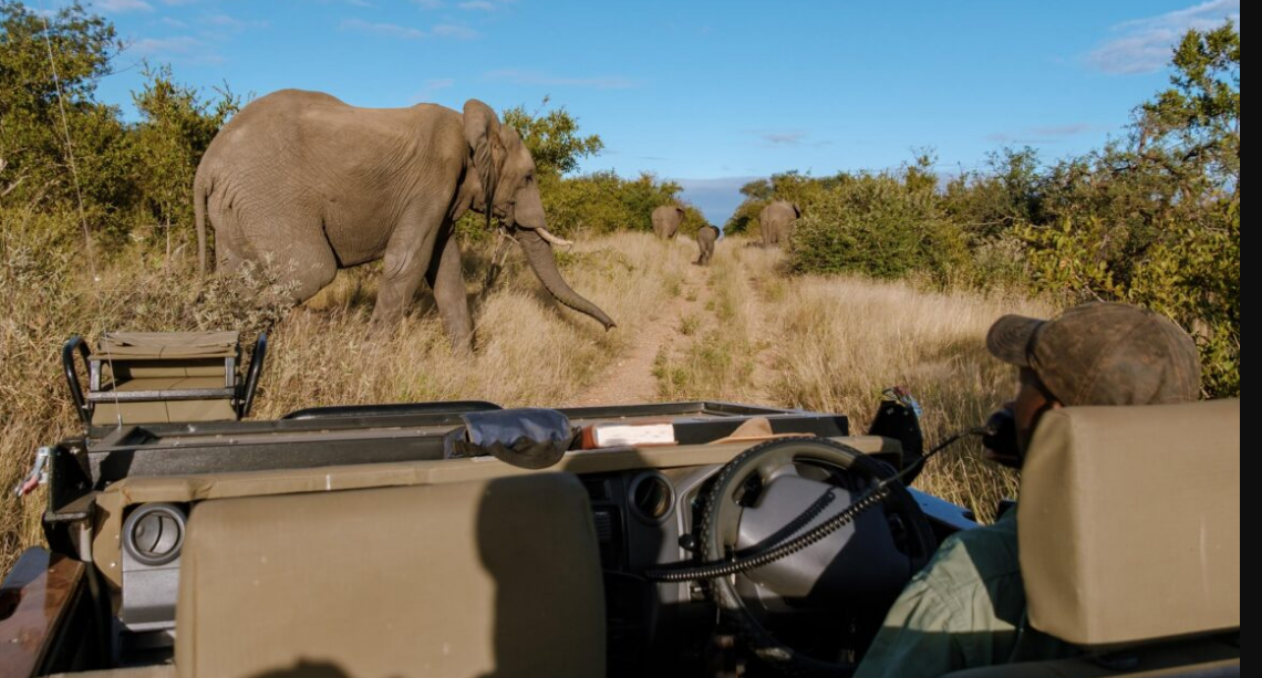 South Africa safari – is South Africa safe for tourists