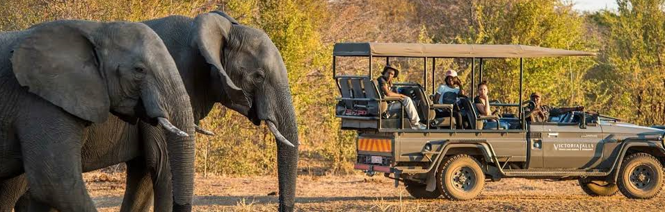 senior travelers viewing elephants in the park