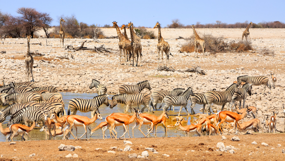 Kruger National Park Big Five Safari in South Africa
