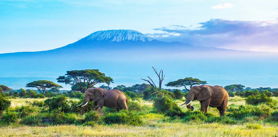 Best country for first safari – Serengeti wildlife