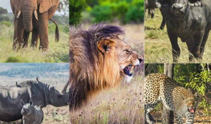 the big five and where to find them in Africa