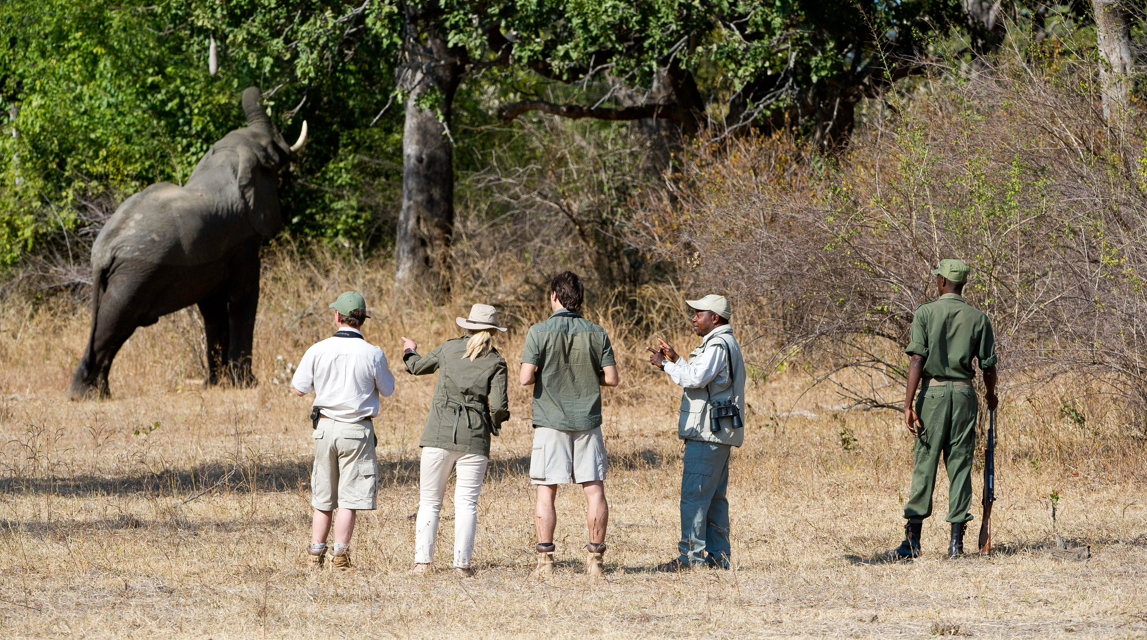 zambezi tourist walking safari