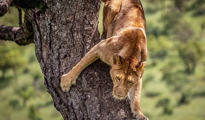 Best country for first safari – lions in Uganda