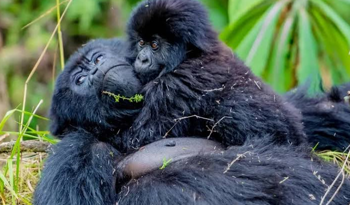  How They Fund Conservation in Africa