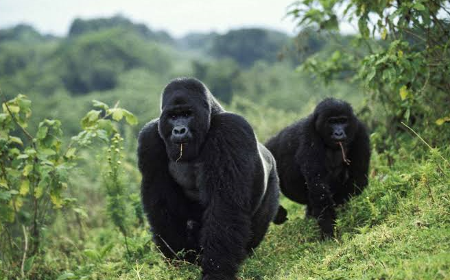 Gorilla Trekking Destinations in East Africa: Rwanda vs Uganda vs Congo