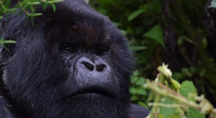a gorilla spotted during an experience in bwindi