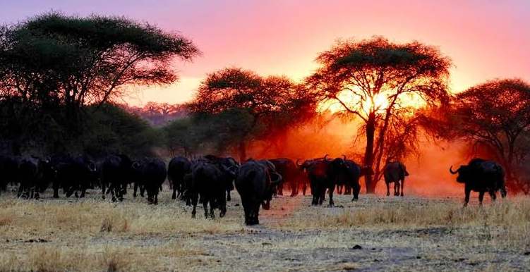viewing wild life in the park during a repeat safari