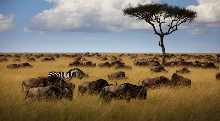 the grand wild life intiative