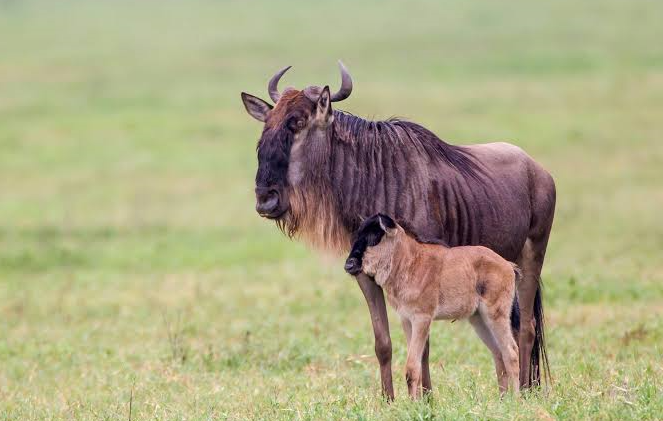 a wildebeest spotted on safari with its little one