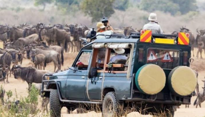 wildebeest multi generation safari