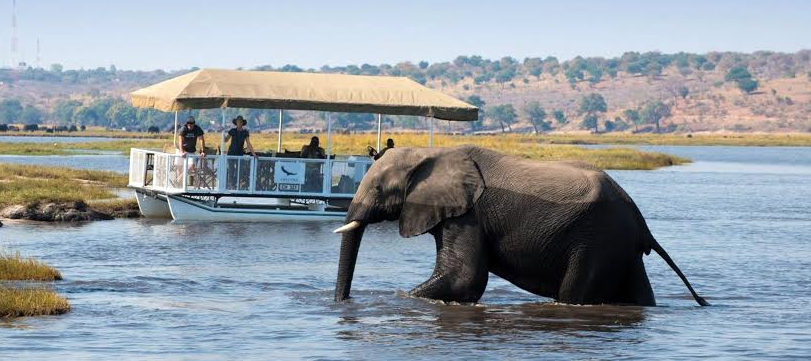 travelers seen viewing an elephant