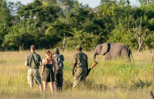 zambezi walking safaris