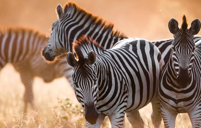 zebra migration botswana