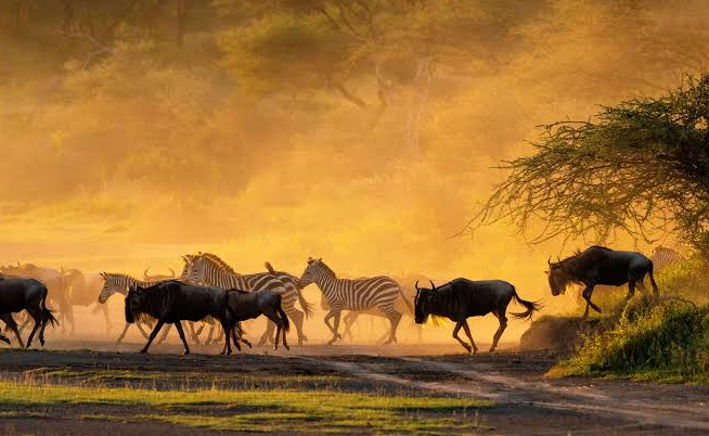 crossing a road