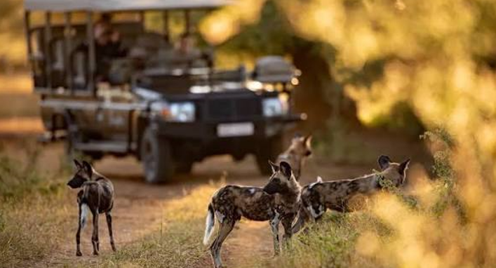 dos and donts on an african safari