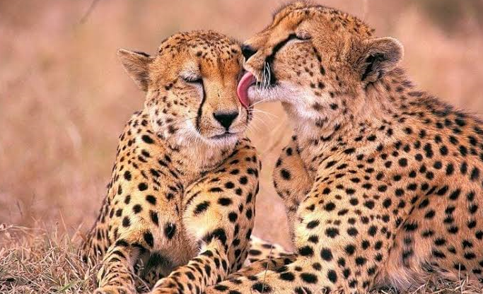 african cheetahs