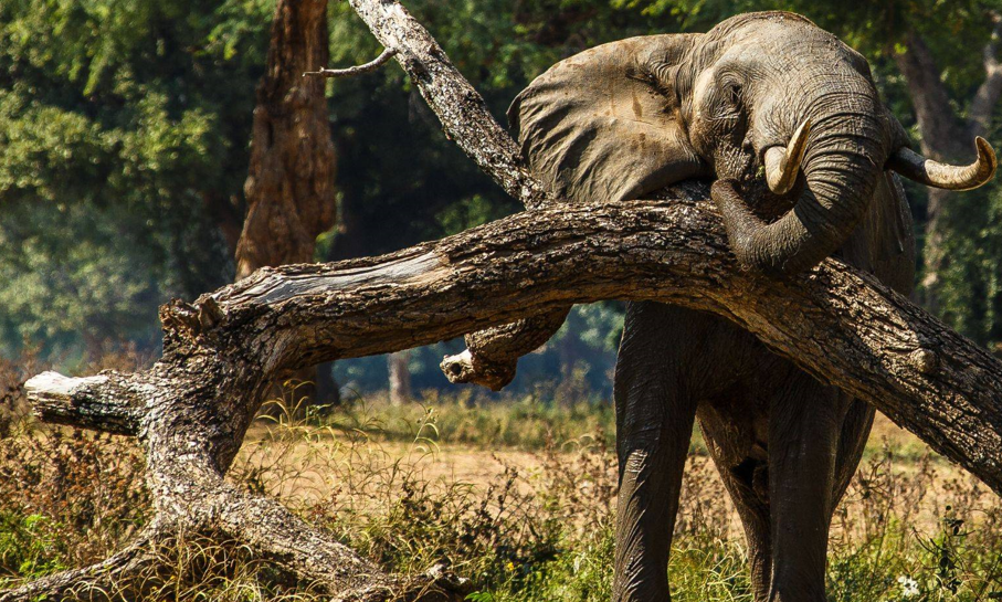 a giant elephant spotted in africa