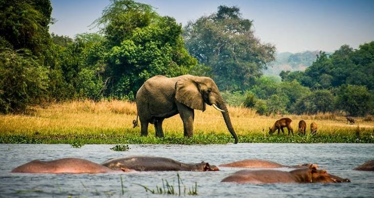 an elephant spotted in the wild