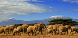 elephants wounder near kilimanjaro