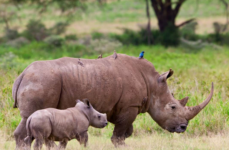 endangered species africa
