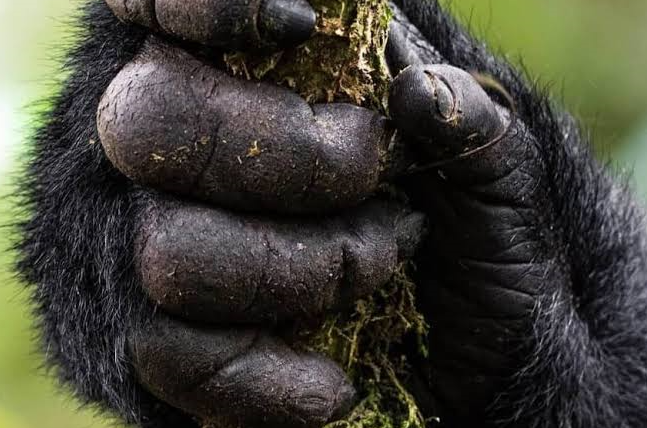 fingers of mountain gorilla
