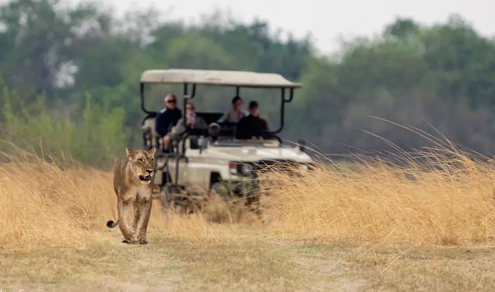 lion in the savannah