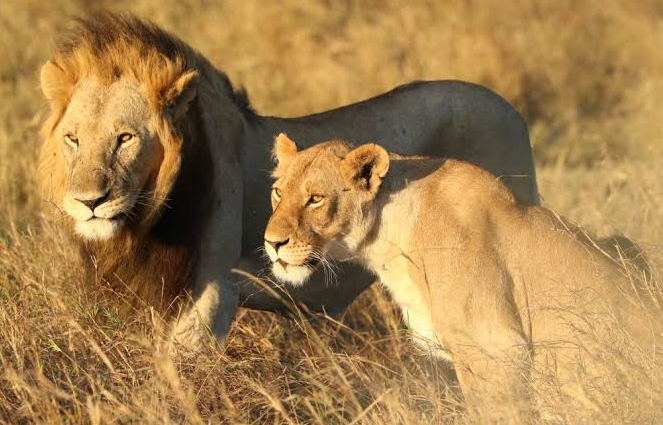 lions of masai mara