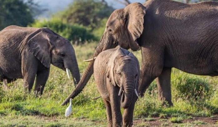 queen elizabeth national park elephants