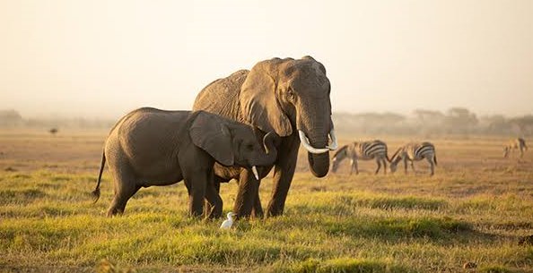 wildlife in the african park