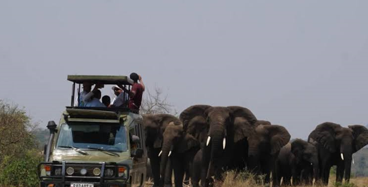 travelers having a game drive
