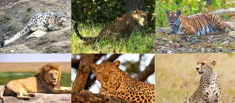 places to see wild cats in africa