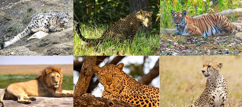 places to see wild cats in africa